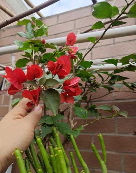 怎么样能让三角梅开花 如何让三角梅开花
