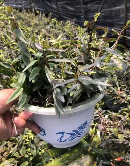 石斛家庭盆栽怎么养殖 石斛的养殖方法(家庭盆栽石斛种植技巧)