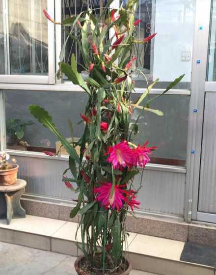 荷花令箭冬天怎么浇水 令箭荷花夏天如何浇水,令箭荷花的冬天怎么浇水