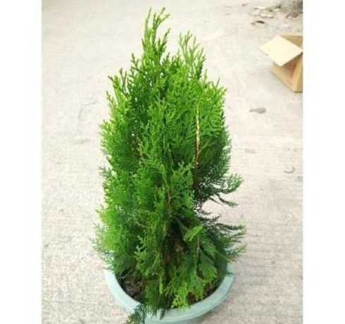 移栽的塔柏多久算成活 移栽的塔柏三个月了还浇水吗