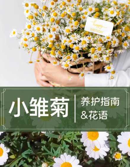 雏菊的用途是什么意思 送菊花代表什么