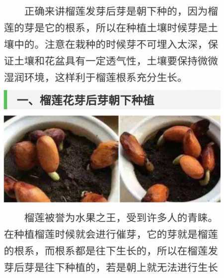 发芽的榴莲籽怎么栽种 榴莲有籽吗