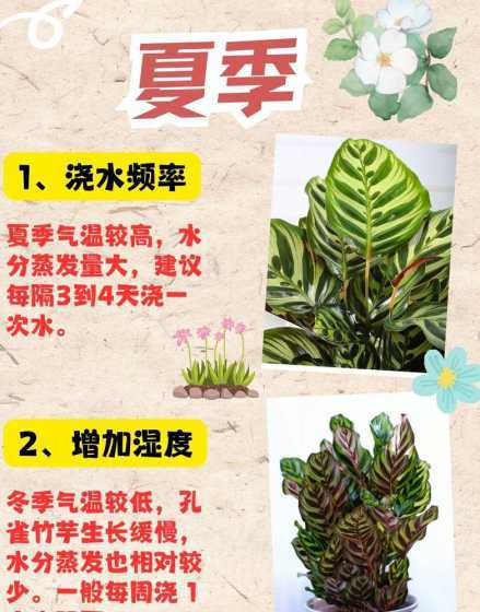 孔雀竹芋什么时候浇水 孔雀竹芋种植时,需不需要每天浇水