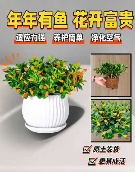 金鱼吊兰土壤用什么土 金鱼吊兰用什么土栽培,怎么栽种