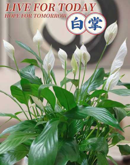 水养的一帆风顺怎么养 一帆风顺可以水养吗