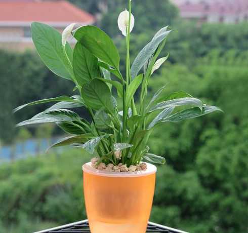 送喜欢的人什么盆栽花 什么盆栽适合送给女朋友