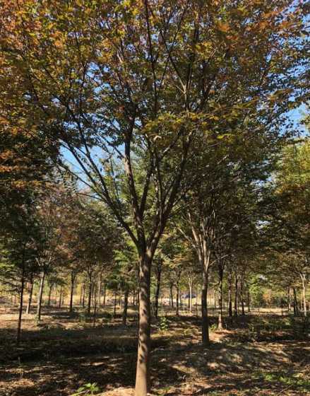 红榉树适合在哪里栽种 红榉树栽种需注意什么 红榉树栽种需注意的地方