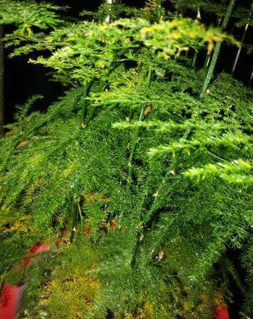 文竹根茎发黄怎么处理 文竹根茎部发黄什么原因,如何处理