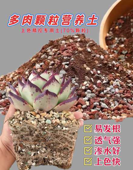 多肉用什么土容易生根 种多肉用什么土好