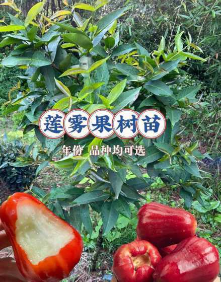 莲雾果树是怎么繁殖的 莲雾果树每年结几次杲