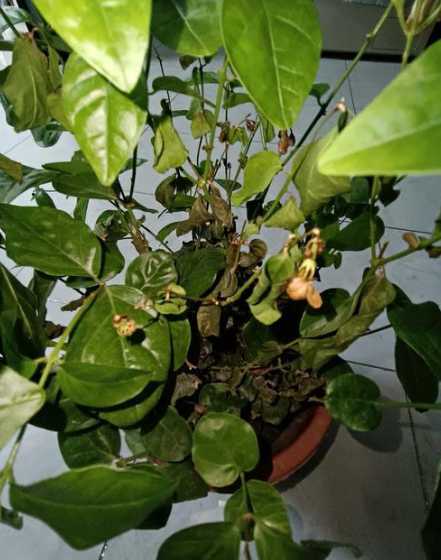茉莉花为什么会掉叶子 茉莉花掉叶子是怎么回事