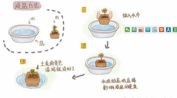 肉肉服盆了怎么浇水 多肉植物如何浇水