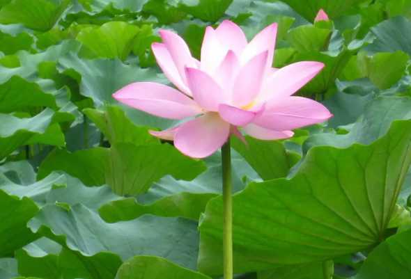 夏天到了什么花开放了 夏天有什么花会开
