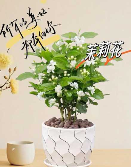 茉莉什么季节可移室外 茉莉花是什么季节开花