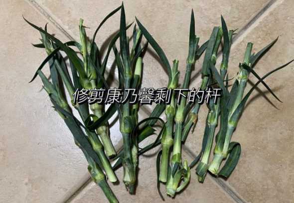 康乃馨怎么养殖和扦插 康乃馨怎样繁殖和扦插