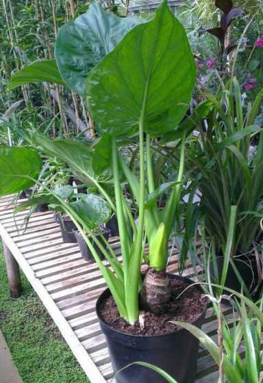 盆栽芋头为什么不发芽 发芽的芋头怎么种盆栽