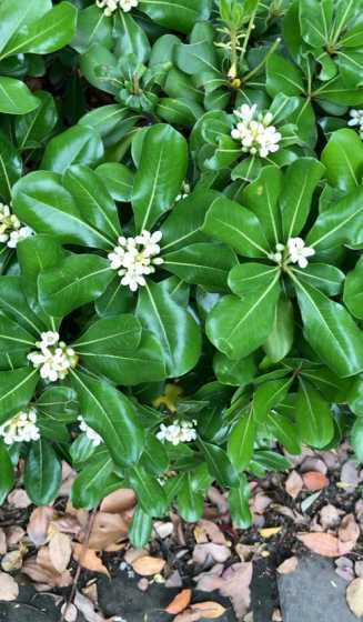 四季青开花在什么季节 大叶黄杨是什么植物