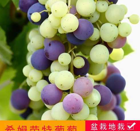 家庭养葡萄苗怎么冬眠 葡萄怎么种