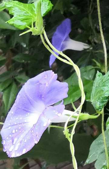 牵牛花下雨是什么颜色 牵牛花一天什么颜色变化