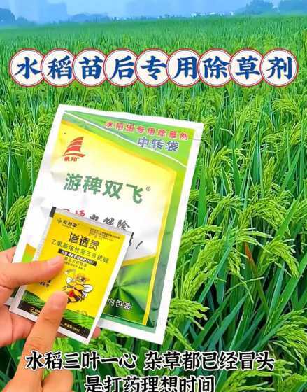 一亩地种多少斤草种子 种植一亩地草坪,需要用用多少斤种子