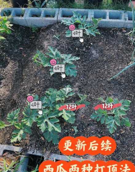 西瓜蔓在什么位置留瓜 西瓜是主蔓留瓜还是侧蔓留瓜