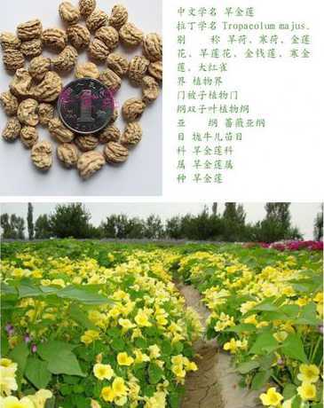 花种子打上子是什么花 月季花上的这个东西是不是种子 怎么种