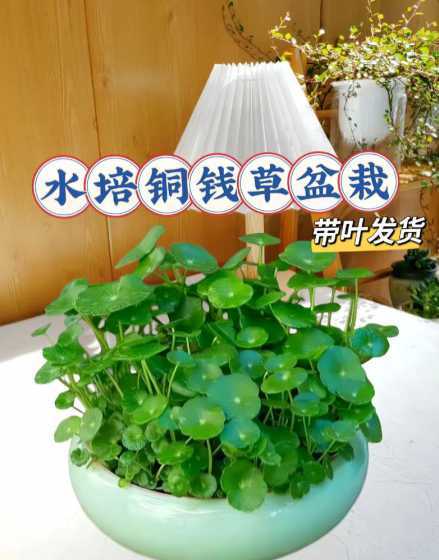 盆栽的铜钱草怎么移植 怎样养铜钱草