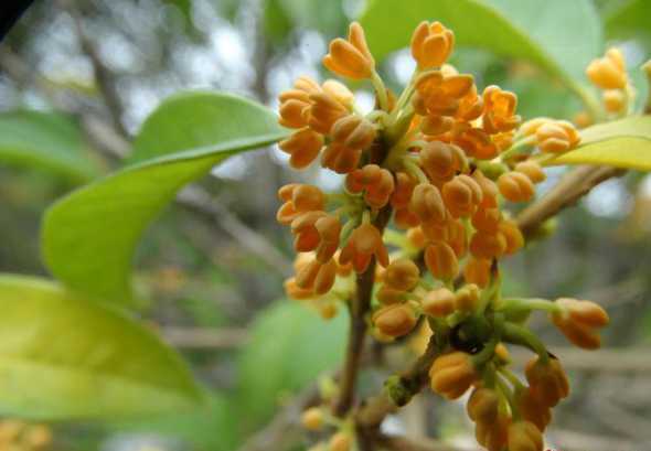桂花树以后的行情如何 桂花树移栽枯萎怎么办