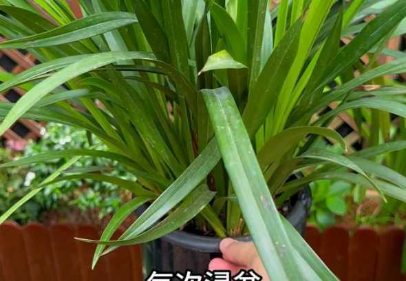 兰花浇水太多怎么补救 兰花浇水过多如何处理如何拯救