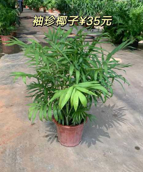 养袖珍椰子有什么寓意 袖珍椰子的风水作用,适合放在什么地方
