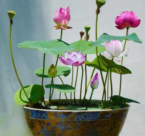 适合家里养的花草和植物 室内适合养什么花或植物