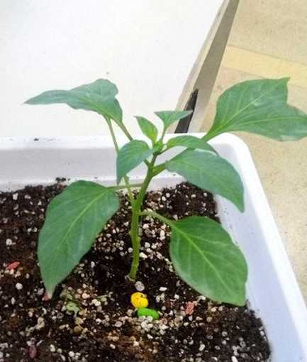 在家辣椒秧苗怎么培养 辣椒苗怎么栽才好(辣椒秧苗的栽种方法讲解)