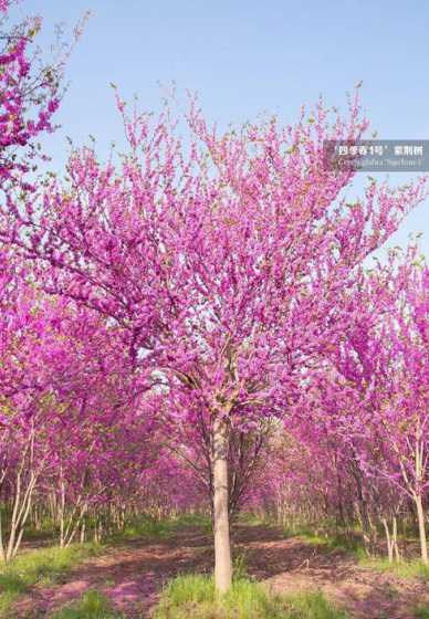 紫荆是什么季节开的花 紫荆花是什么季节开