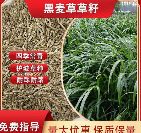 黑麦草籽多少斤一袋装 黑麦草草籽种子每平方需要多少种植