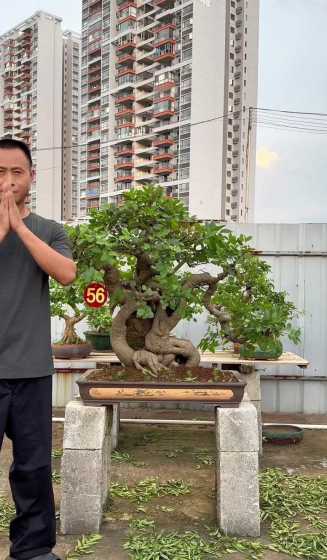 朴树的市场价格在多少 朴树价格是多少2024年朴树的价格行情