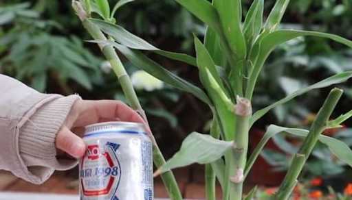 富贵竹为什么要加啤酒 富贵竹可以浇啤酒水吗
