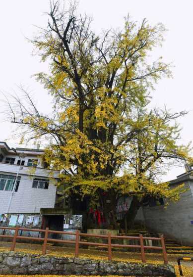 贵州适合种什么风景树 宿州适合种植什么