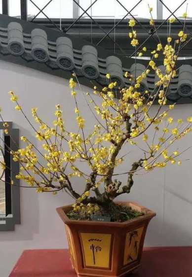 盆栽腊梅的土怎么配制 盆栽腊梅用什么土,施什么肥