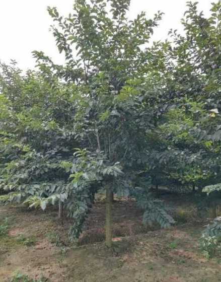 25公分樱花树多少钱 风景树价格多少钱一棵