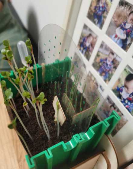 发芽盒子种子怎么种植 仙客来种子怎么种发芽快