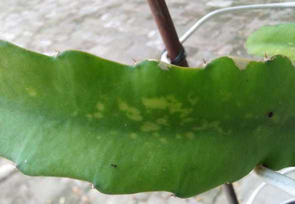 火龙果为什么叶子发黄 火龙果的花蕊上的叶片变黄是什么原因