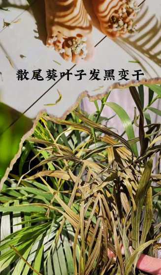 散尾葵枝叶干了怎么办 散尾葵叶子发黄发干如何补救怎么办