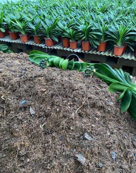 为什么腐叶土容易烂根 植物烂根的原因