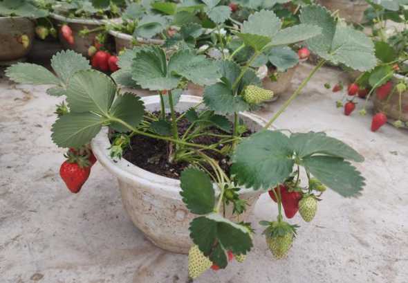 草莓棚内适合种什么花 草莓大棚里能用木炭加温对花有害吗