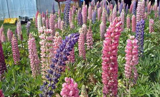 鲁冰花怎么种子怎么种 鲁冰花种子的种植方法