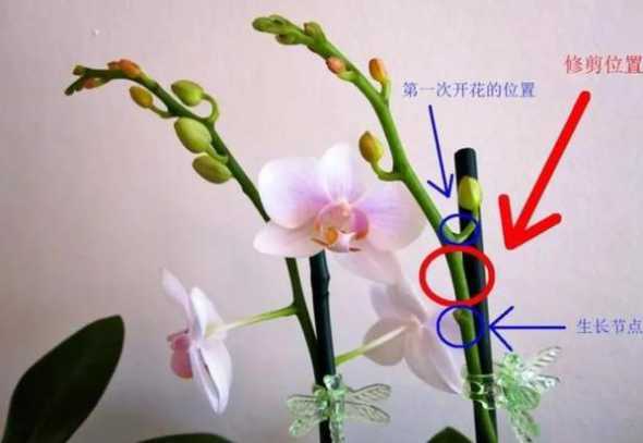 蝴蝶兰开花怎么样护理 蝴蝶兰要开花了怎么护理