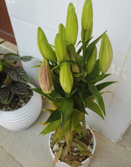 百合花开花为什么掉叶 百合花为什么掉叶子