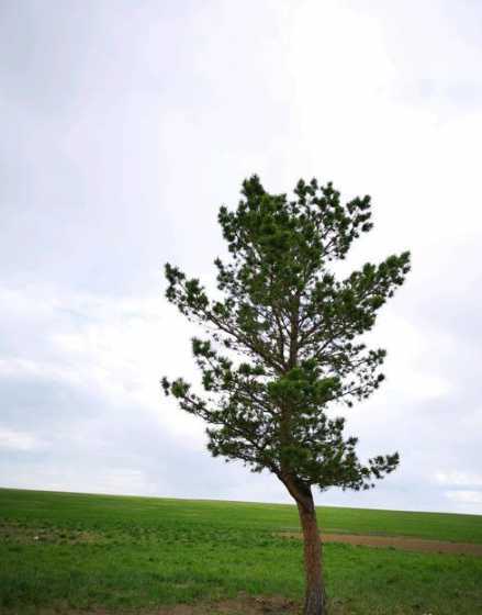 一棵松树高大约6多少 一棵松树周长17厘米,长6米,它是多少立方米,怎么算的