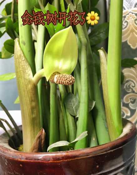 金钱树怎么样才能开花 金钱树什么时候开花,金钱树花期在7~9月
