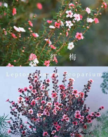 什么盆栽花冬天能开花 冬天开花的盆栽花有哪些